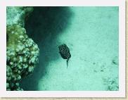 SpottedBoxfish * 800 x 600 * (95KB)