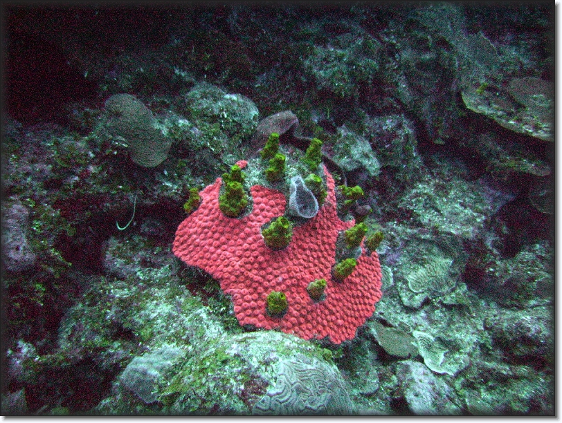 You have reached the last slide